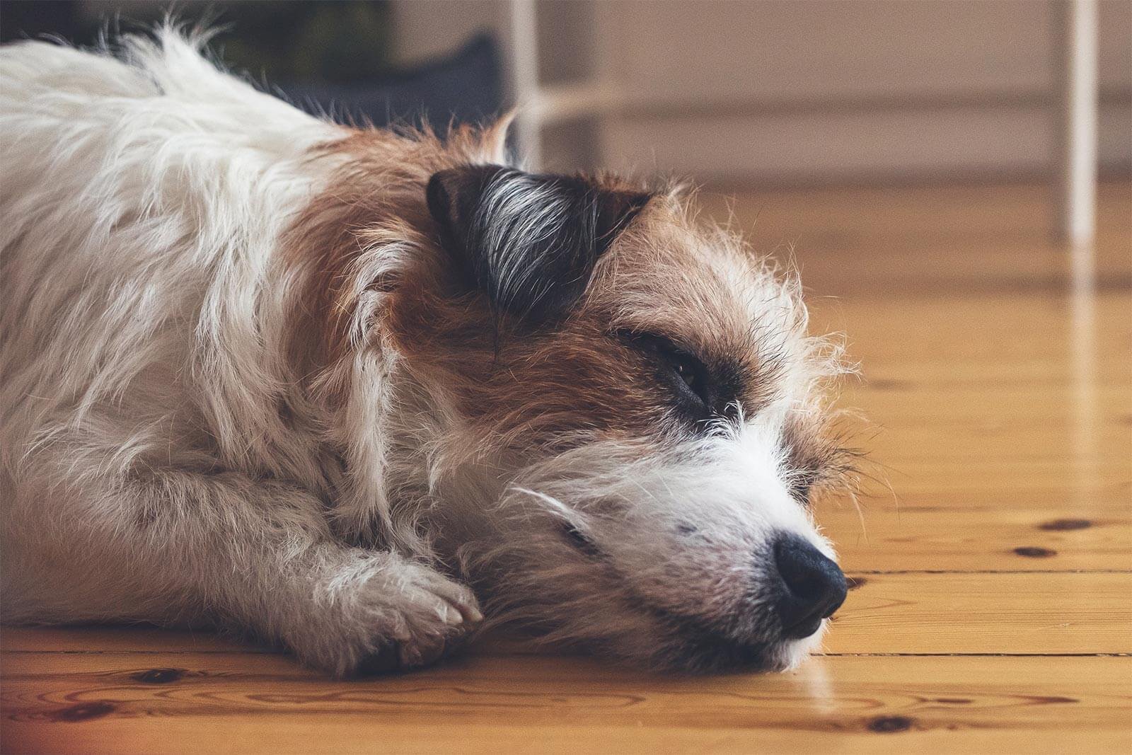 Expert Tricks and Considerations For Cleaning Your Hardwood Floors This Spring