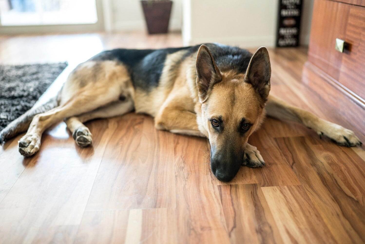 New Vinyl Flooring Gives You the Opportunity to Have Luxurious Floors Without the Cost of Tile or Hardwoods